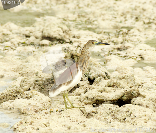 Image of Indian Pond-Heron