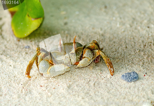 Image of Large Sand Crab looking up 