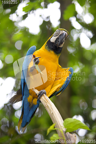Image of Wild Macaw