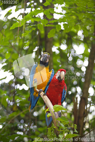 Image of Wild Macaw