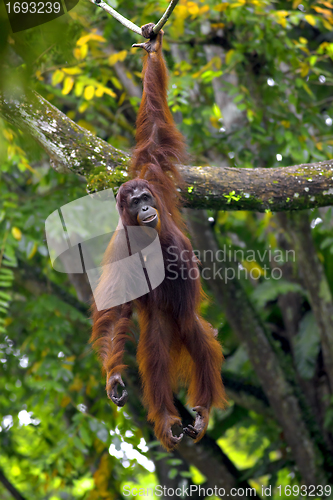 Image of Borneo Orangutan