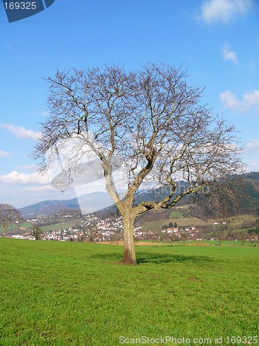 Image of Lone Tree