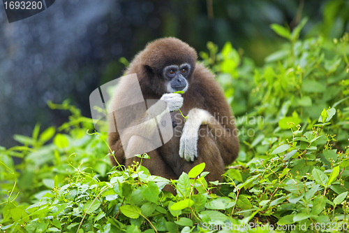 Image of Gibbon monkey