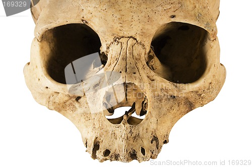 Image of Skull w/ClippingPath (Front View)