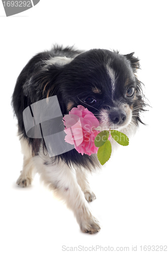 Image of chihuahua and flower