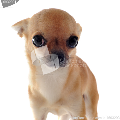 Image of puppy chihuahua