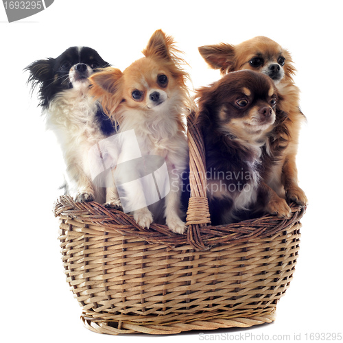 Image of chihuahuas in basket