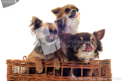 Image of hungry chihuahuas