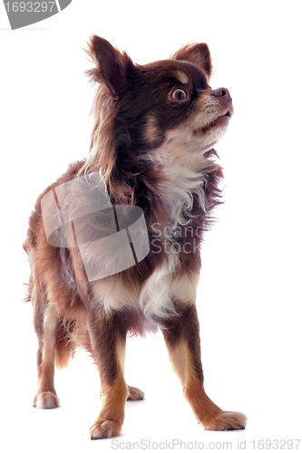Image of brown chihuahua
