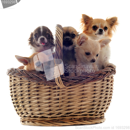 Image of five chihuahuas