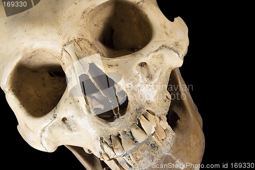Image of Skull w/ Clipping Path (Diagonal Front View)