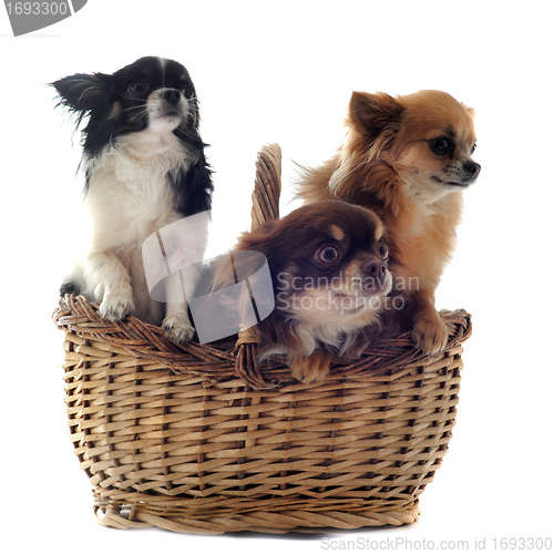 Image of chihuahuas in basket