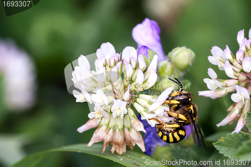 Image of Bee Apis Mellifica