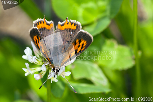 Image of butterfly resting on flower