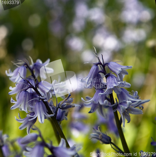 Image of Bluebells