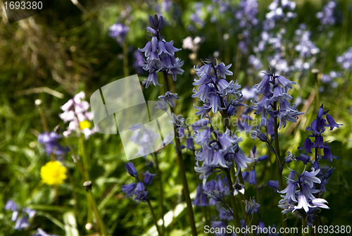 Image of Bluebells