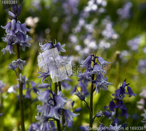 Image of Bluebells