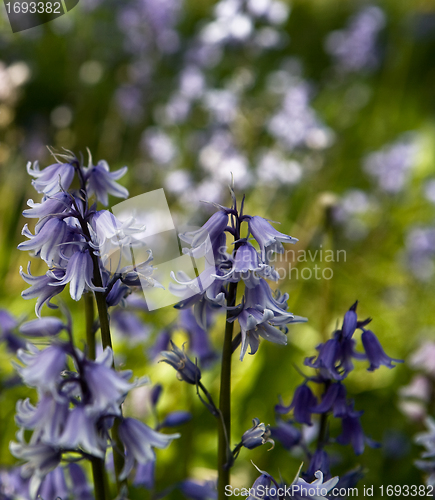 Image of Bluebells