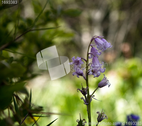 Image of Bluebells