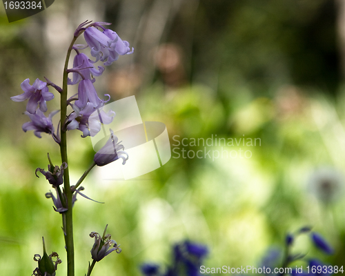 Image of Bluebells