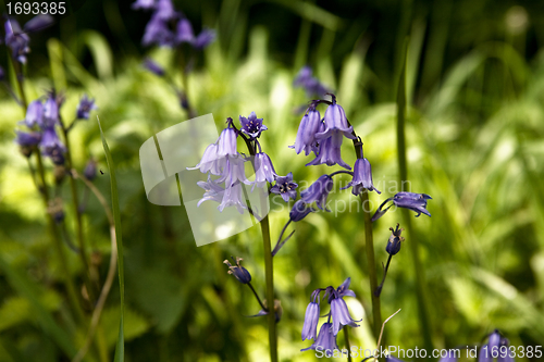 Image of Bluebells