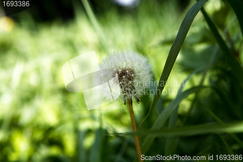 Image of Dandelion