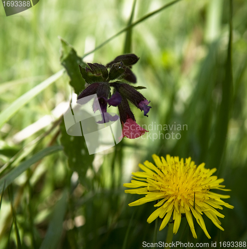 Image of Dandelion