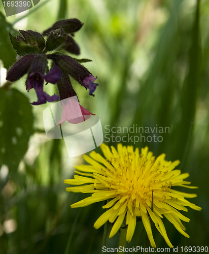 Image of Dandelion