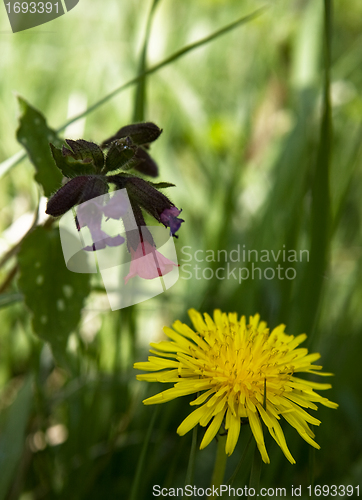 Image of Dandelion