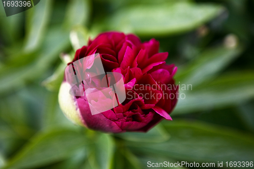 Image of Red Flower
