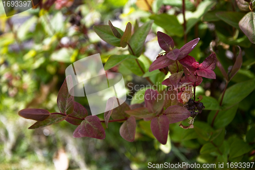 Image of Leaves
