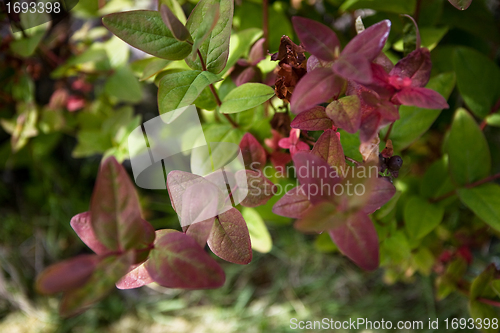 Image of Leaves