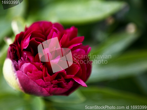 Image of Red Flower