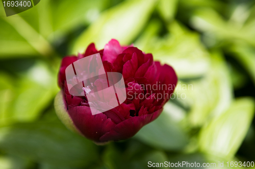Image of Red Flower