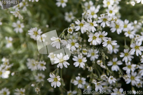 Image of White Flower