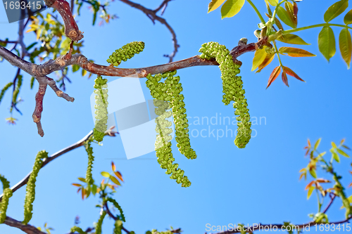 Image of Walnut flowering