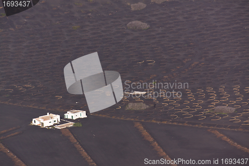 Image of Plantation on volcanic soil