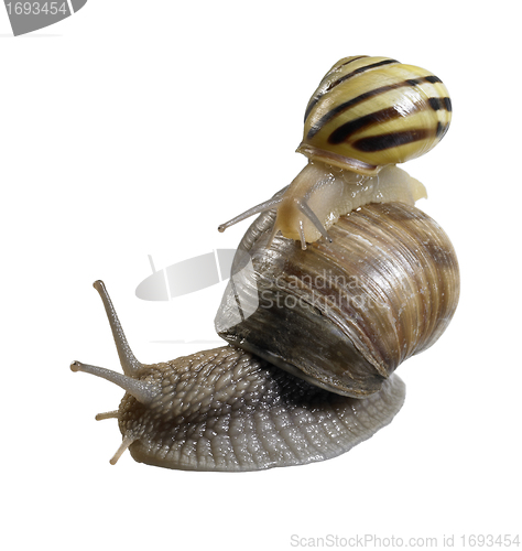 Image of two creeping snails on each other