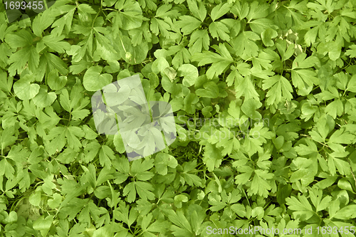 Image of filigree leaves