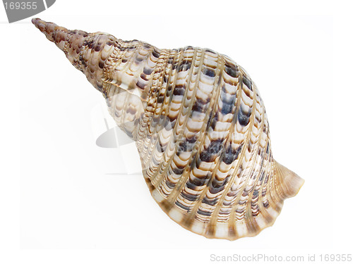 Image of Big seashell