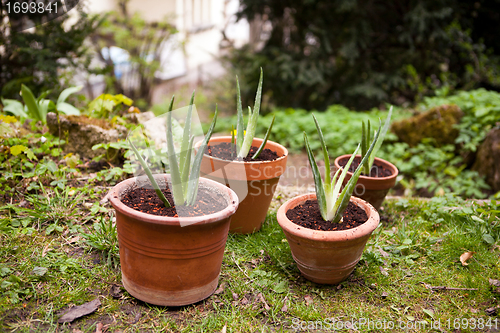 Image of aloe vera plant in the garden 