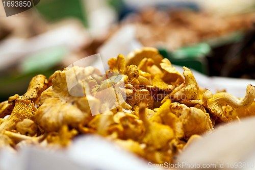 Image of fresh chanterelle