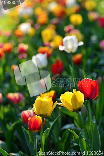 Image of Tulips