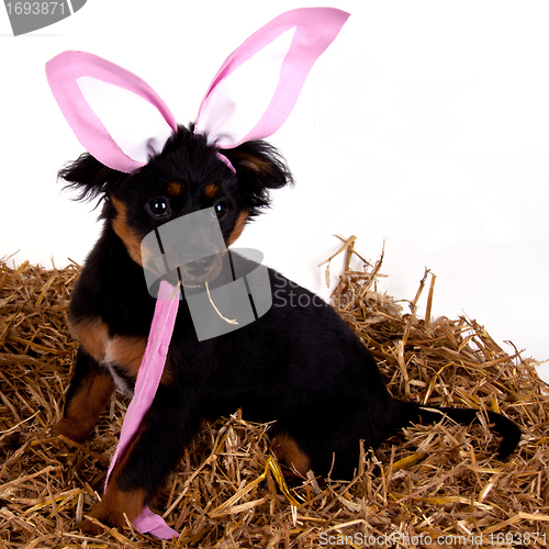 Image of funny cute easter dog with pink rabbit ears