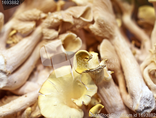 Image of fresh chanterelle mushrooms closeup on a market