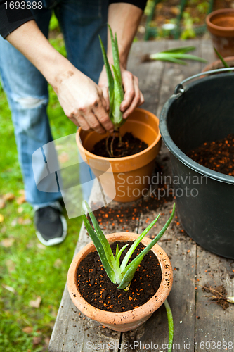 Image of gardener repot young aloe vera plants