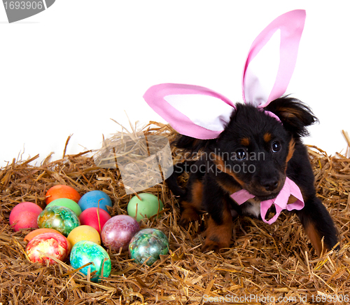 Image of funny cute easter dog with pink rabbit ears