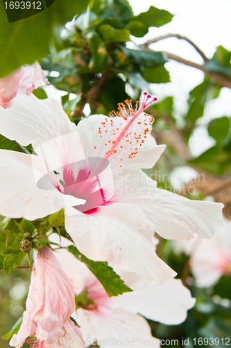 Image of beautiful tropical white hibiscus Malvaceae flower in summer 