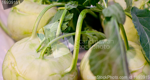 Image of fresh turnib cabbage closeup 