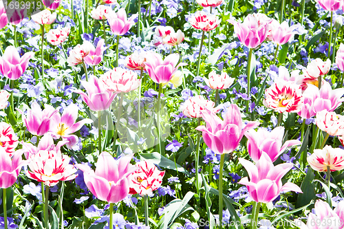 Image of beautiful colorful pink tulips outdoor in spring